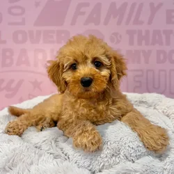 Male Mini Goldendoodle 2Nd Gen puppy named Finn for sale at Waggles-Ft. Myers.