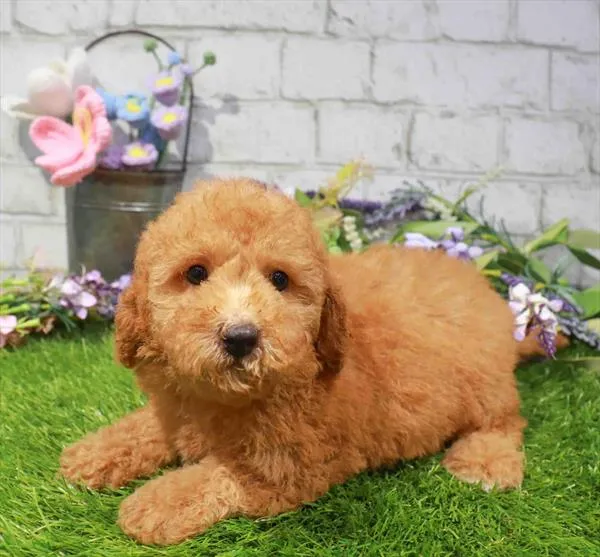 Female Maltipoo puppy named Shirley for sale at Waggles-Ft. Myers.