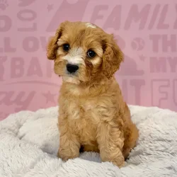 Female Cavachon puppy named Ruby for sale at Waggles-Ft. Myers.