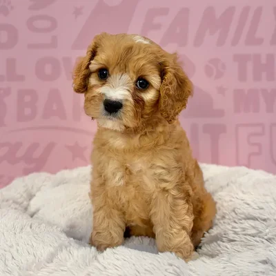 Female Cavachon puppy named Ruby for sale at Waggles-Ft. Myers.
