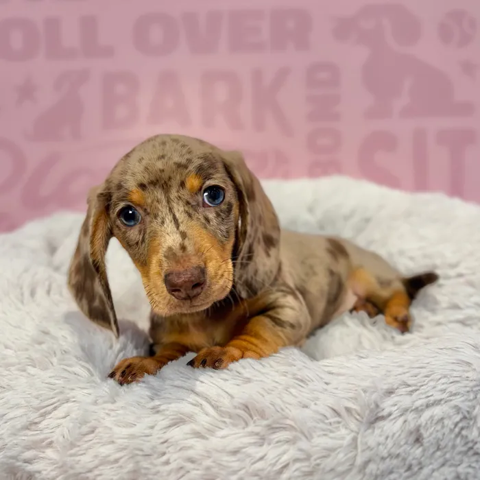 Male Dachshund puppy named Blaze for sale at Waggles-Ft. Myers.