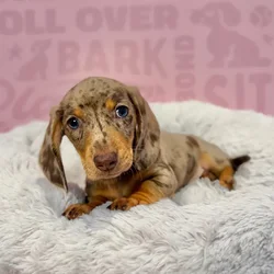 Male Dachshund puppy named Blaze for sale at Waggles-Ft. Myers.
