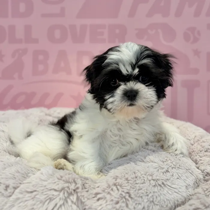 Female Shih Tzu puppy named Cece for sale at Waggles-Ft. Myers.