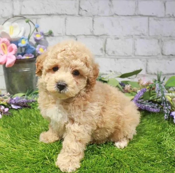 Male Poodle puppy for sale at Waggles-Ft. Myers.