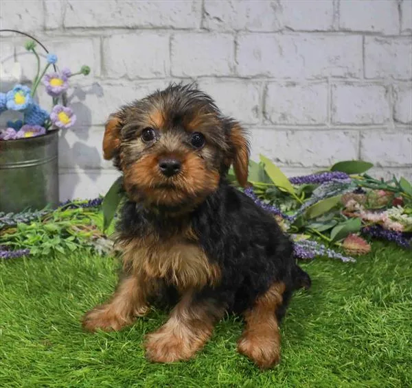 Female Yorkie puppy for sale at Waggles-Ft. Myers.
