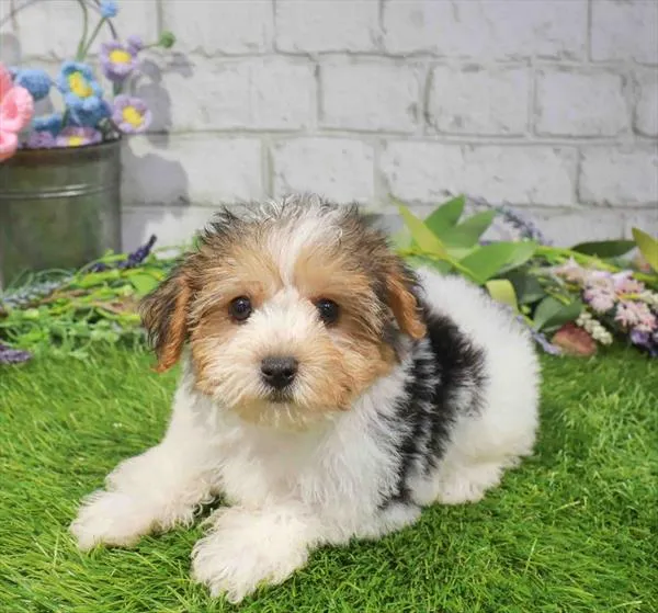 Male Yochon puppy named Scooby for sale at Waggles-Ft. Myers.