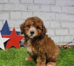 Male Poodle puppy named Winston for sale at Waggles-Ft. Myers.