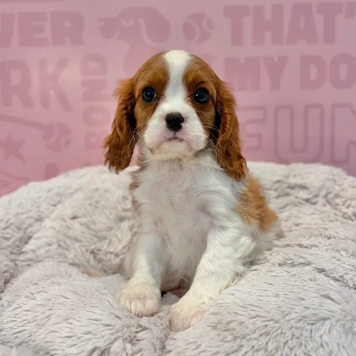 Female Cavalier King Charles Spaniel puppy named Rosie for sale at Waggles-Ft. Myers.