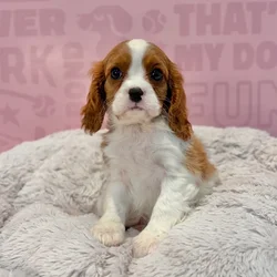 Female Cavalier King Charles Spaniel puppy named Rosie for sale at Waggles-Ft. Myers.