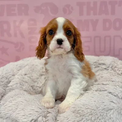 Female Cavalier King Charles Spaniel puppy named Rosie for sale at Waggles-Ft. Myers.