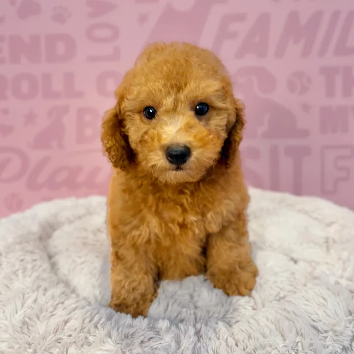 Female Maltipoo puppy named Shirley for sale at Waggles-Ft. Myers.