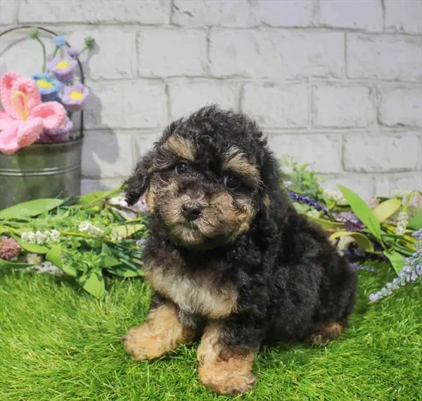 Male Poodle puppy for sale at Waggles-Ft. Myers.