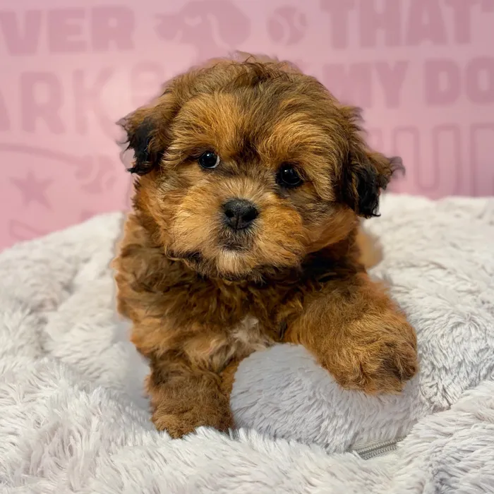 Female Shipoo puppy named Molly for sale at Waggles-Ft. Myers.