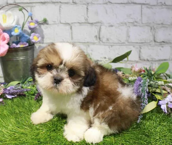 Female Shih Tzu puppy for sale at Waggles-Ft. Myers.