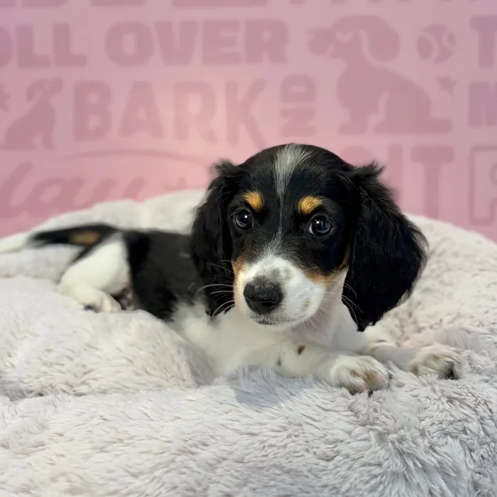 Female Dachshund puppy named Cookie for sale at Waggles-Ft. Myers.