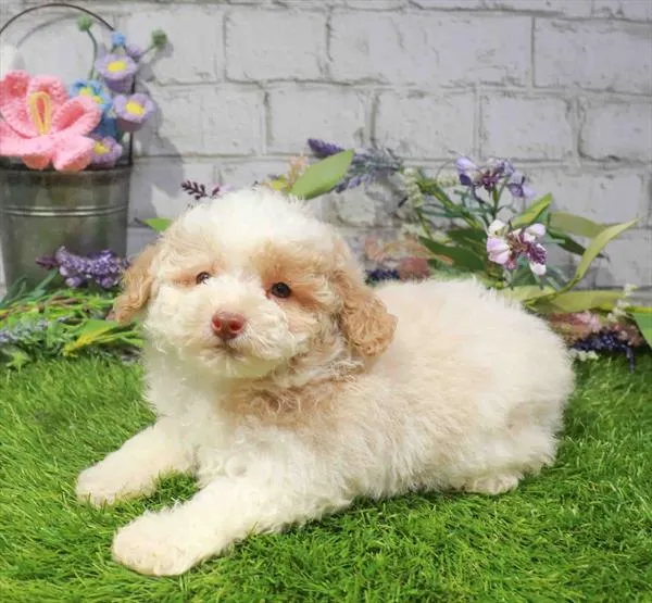 Male Poodle puppy for sale at Waggles-Ft. Myers.