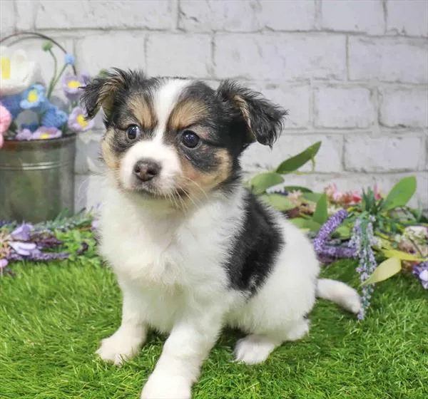 Male Papillon puppy for sale at Waggles-Ft. Myers.