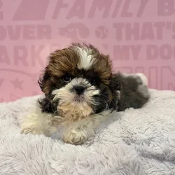 Male Shih Tzu puppy named Cosmo for sale at Waggles-Ft. Myers.