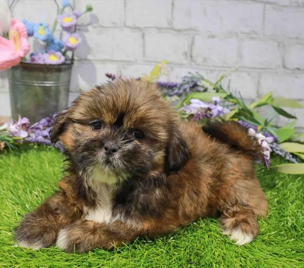Female Shih Tzu puppy named Capri for sale at Waggles-Ft. Myers.