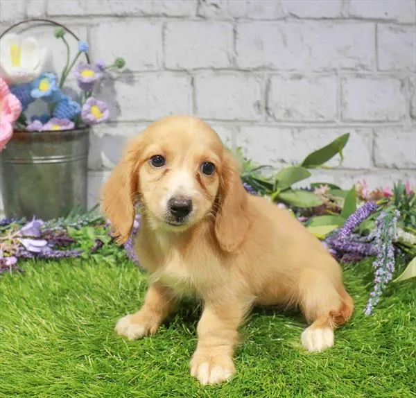 Female Dachshund puppy for sale at Waggles-Ft. Myers.
