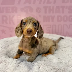 Female Dachshund puppy named Sasha for sale at Waggles-Ft. Myers.