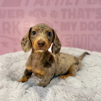 Female Dachshund puppy named Sasha for sale at Waggles-Ft. Myers.