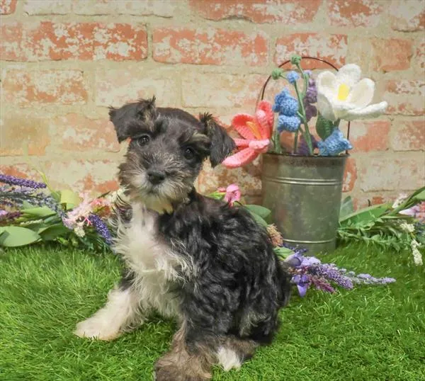 Male Mini Schnauzer puppy named Jack for sale at Waggles-Ft. Myers.