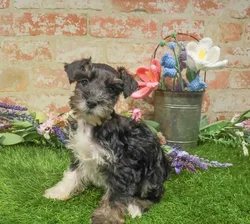 Male Mini Schnauzer puppy named Jack for sale at Waggles-Ft. Myers.