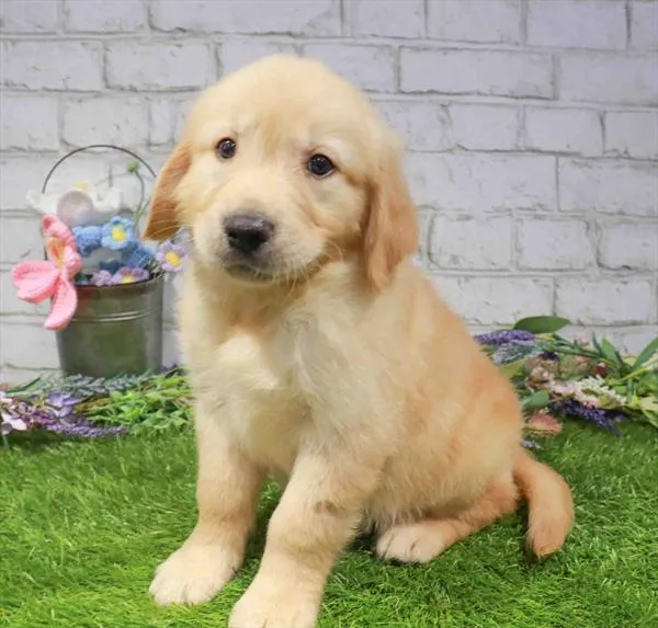 Male Golden Retriever puppy for sale at Waggles-Ft. Myers.