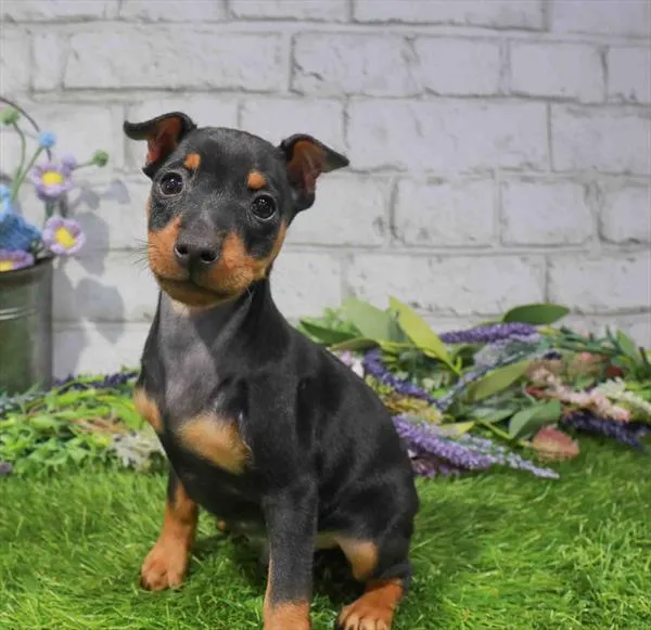 Male Min Pin puppy for sale at Waggles-Ft. Myers.