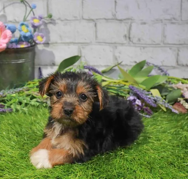 Female Yorkie puppy named Lady for sale at Waggles-Ft. Myers.