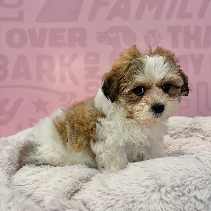 Female Teddy Bear puppy named Dolly for sale at Waggles-Ft. Myers.