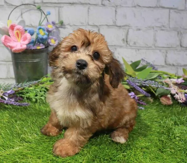 Female Yochon puppy named Cinnamon for sale at Waggles-Ft. Myers.