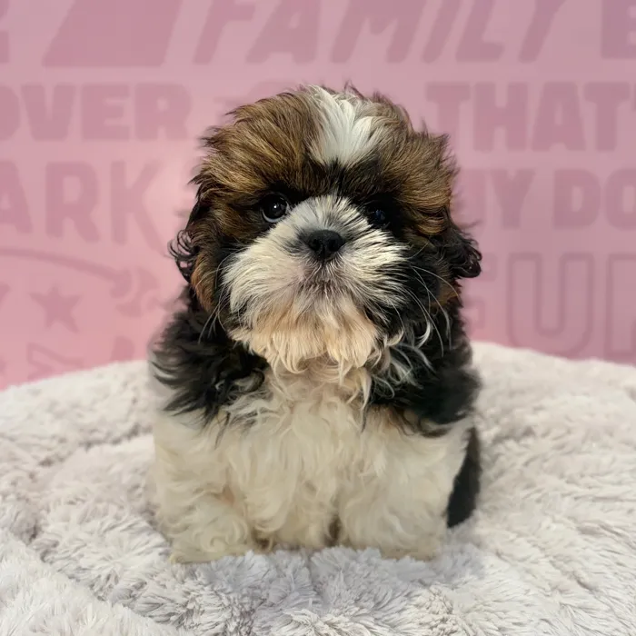 Male Shih Tzu puppy named Cosmo for sale at Waggles-Ft. Myers.