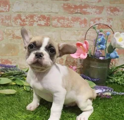 Male French Bulldog puppy named Frankie for sale at Waggles-Ft. Myers.