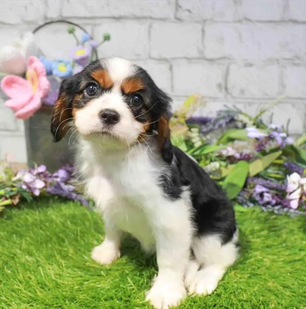 Female Cavalier King Charles Spaniel puppy named Jane for sale at Waggles-Ft. Myers.