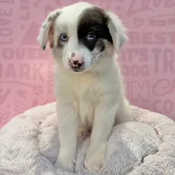 Female Border Aussie puppy named Aspen for sale at Waggles-Ft. Myers.