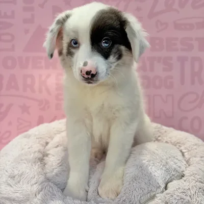 Female Border Aussie puppy named Aspen for sale at Waggles-Ft. Myers.