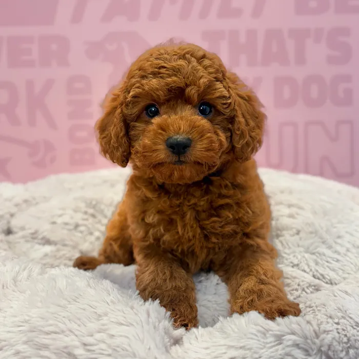 Male Mini Poodle puppy named Jasper for sale at Waggles-Ft. Myers.