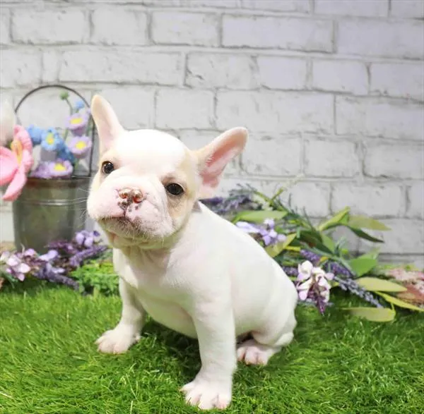 Male French Bulldog puppy named Jermaine for sale at Waggles-Ft. Myers.