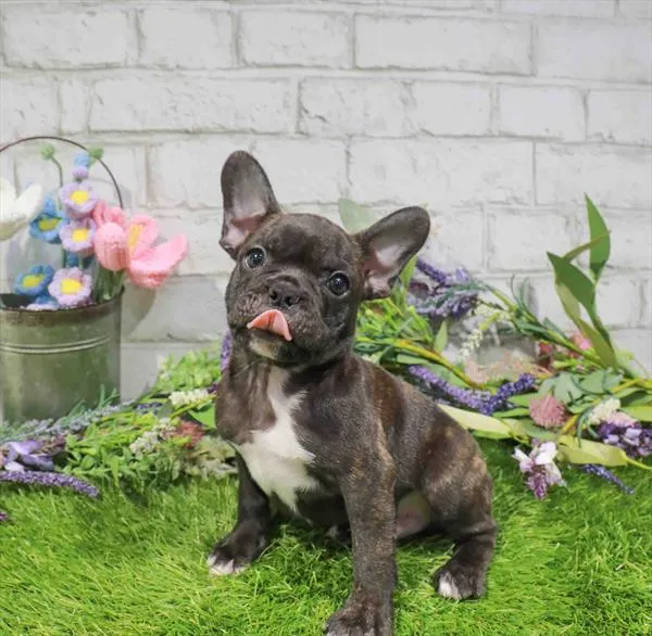 Male French Bulldog puppy for sale at Waggles-Ft. Myers.