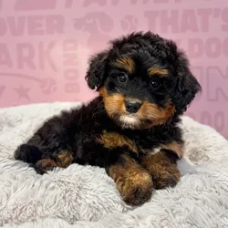 Female Mini Bernedoodle puppy named Winnie for sale at Waggles-Ft. Myers.