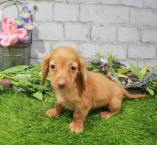 Female Dachshund puppy for sale at Waggles-Ft. Myers.