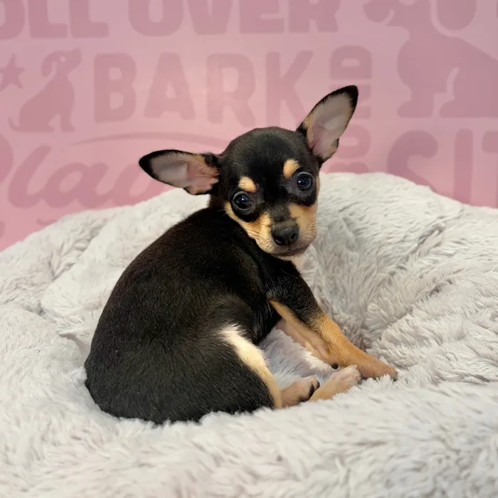 Female Chihuahua puppy named Sadie for sale at Waggles-Ft. Myers.