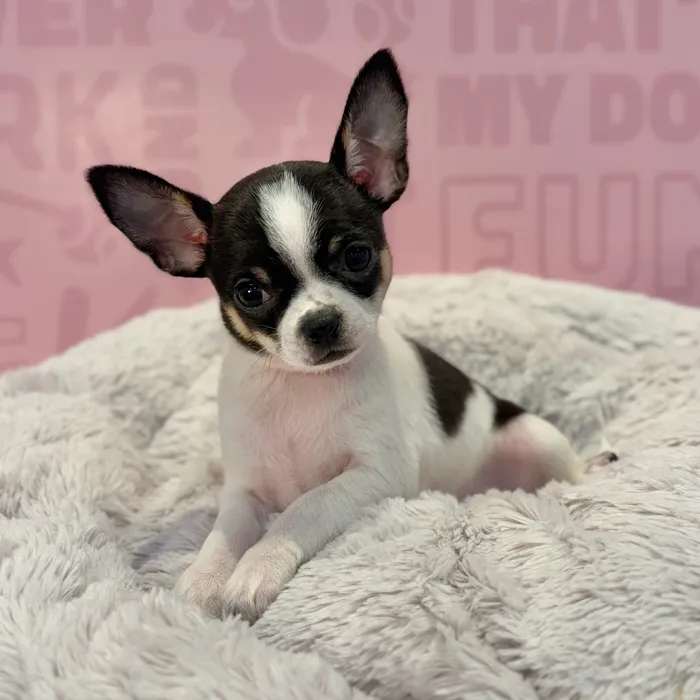 Female Chihuahua puppy named Luna for sale at Waggles-Ft. Myers.