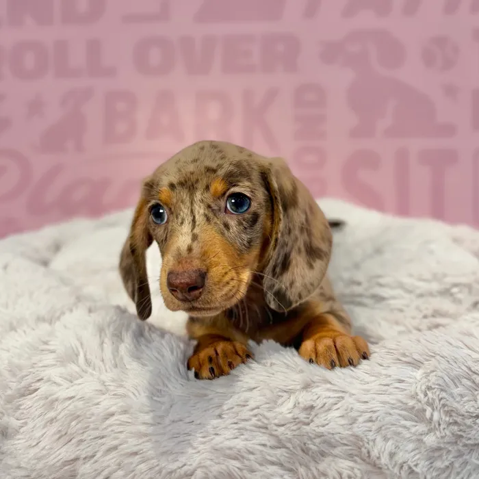 Male Dachshund puppy named Blaze for sale at Waggles-Ft. Myers.