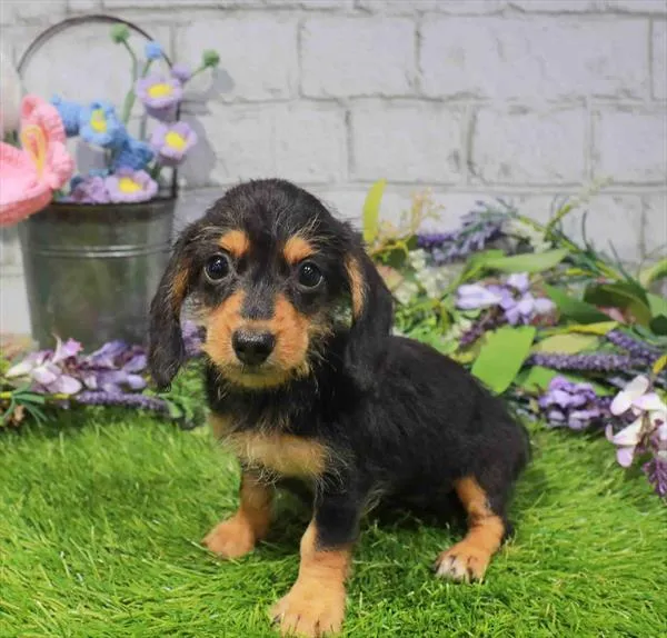 Female Dachshund puppy named Greta for sale at Waggles-Ft. Myers.