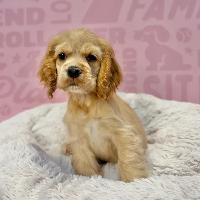 Female Cocker Spaniel puppy named Honey for sale at Waggles-Ft. Myers.
