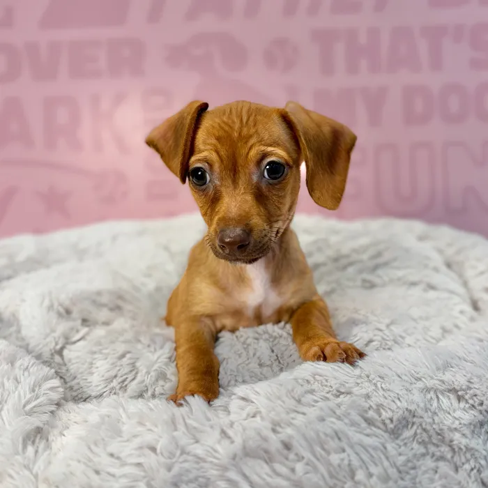 Female Chiweenie puppy named Poppy for sale at Waggles-Ft. Myers.