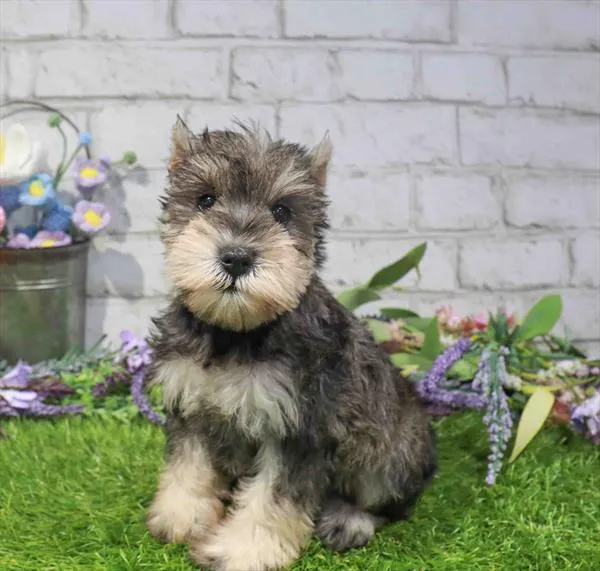 Female Mini Schnauzer puppy for sale at Waggles-Ft. Myers.